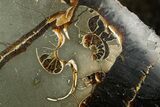 Septarian Dragon Egg Geode - Ammonite Cross Sections #364462-3